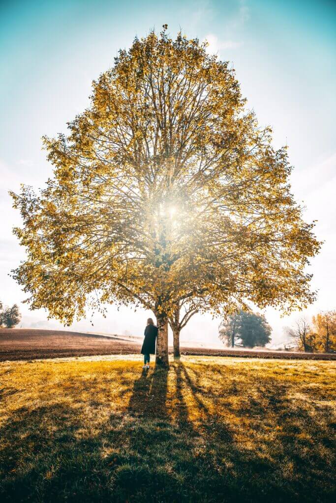 image d'une femme de dos adossée à un grand arbre illuminé par le soleil