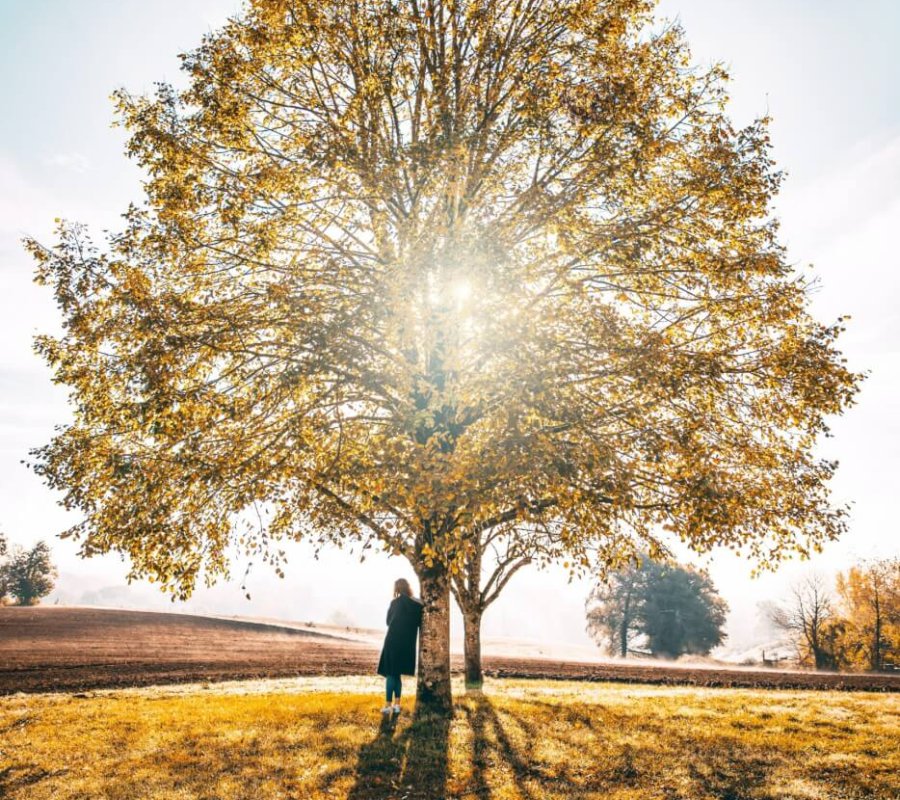 image d'une femme de dos adossée à un grand arbre illuminé par le soleil